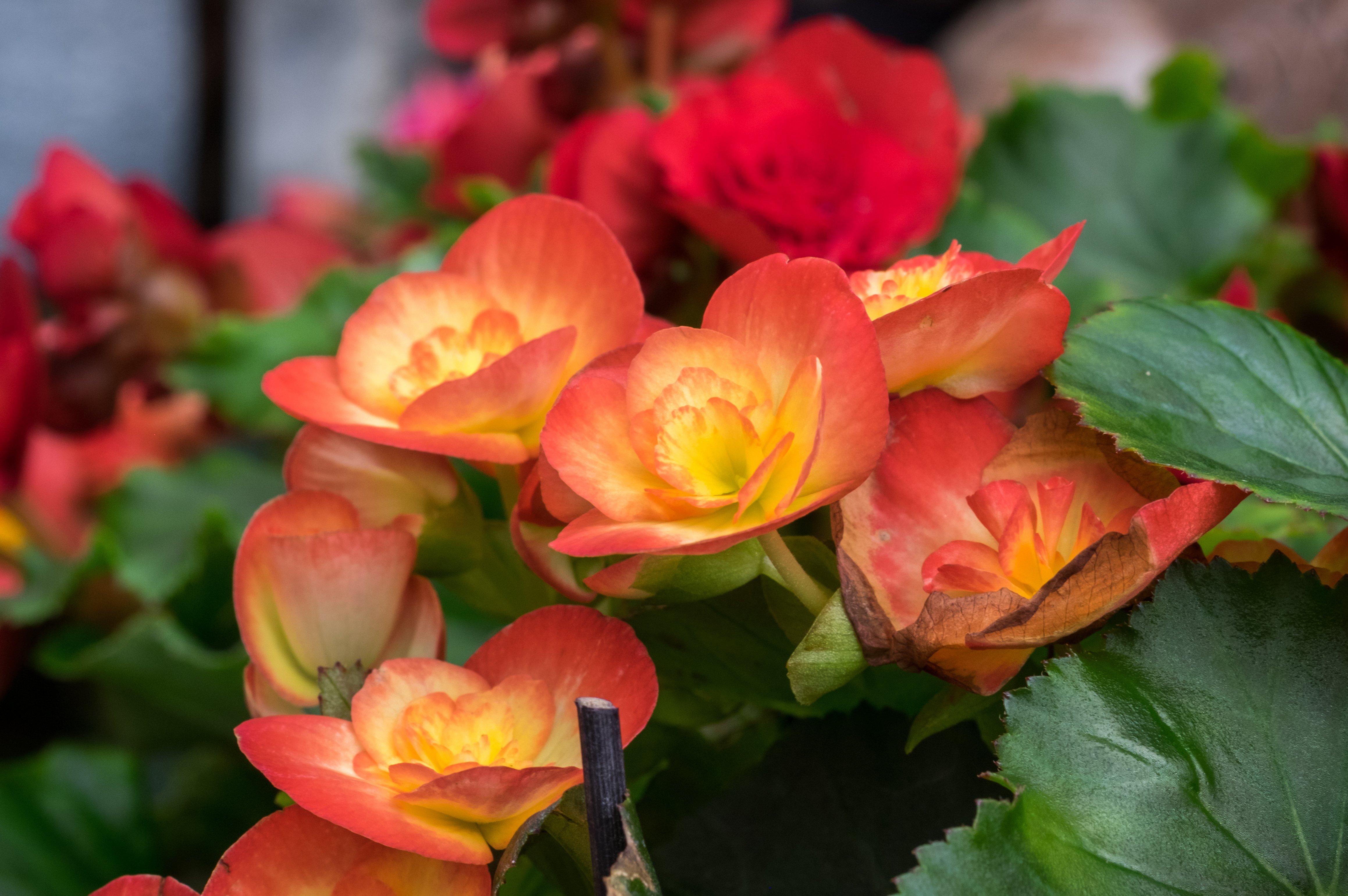 Gardening How to get the best from your begonia tubers